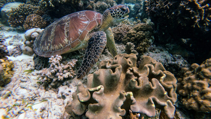 coral